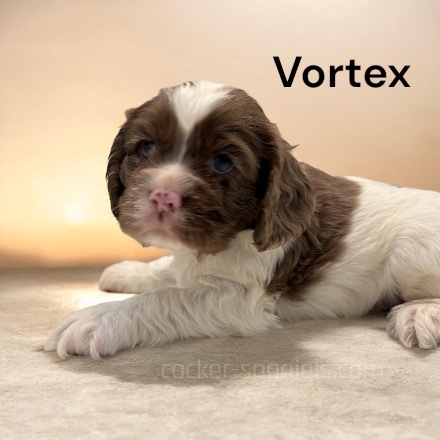 puppy, for, sale, Cocker Spaniel, Joe & Cherri  Overlease, dog, breeder, Miller, MO, dog-breeder, puppy-for-sale, forsale, nearby, find, puppyfind, locator, puppylocator, aca